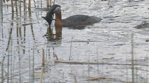 Red-necked grebe delivers material to nest in reeds, 2k Stock Footage 154322105