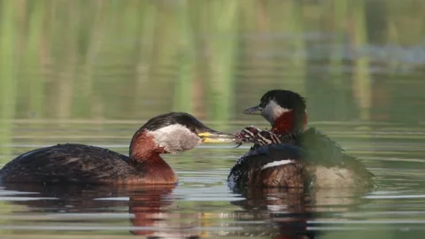Red-necked grebe feeding it's chicks Stock Footage 157694494