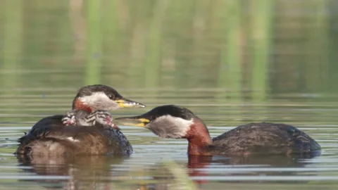 Red-necked grebe feeding it's chicks Stock Footage 157695477