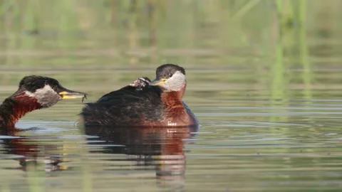 Red-necked grebe feeding it's chicks Stock Footage 157695780