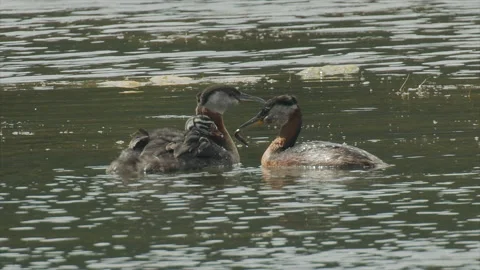 Red-necked grebe feeding young a leech, 4k Stock Footage 155761473