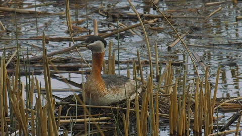 Red-necked grebe on floating nest in reeds, 2k Stock Footage 154321955