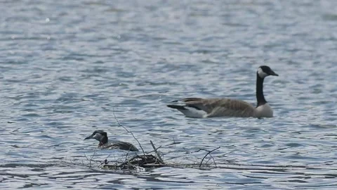 Red-necked grebe nest with Canada goose swimming by to right, 2k Stock-Footage 153117203