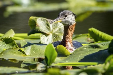 Red-necked Grebe on nest. Stock Photos
