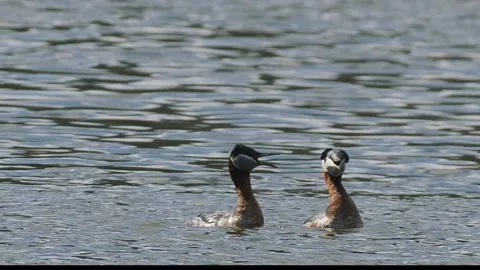 Red-necked grebe pair in breeding behavior, 2k Stock Footage 153116293