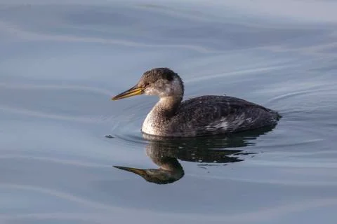 Red necked Grebe Stock Photos