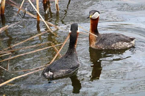 A red necked grebe presenting vegetation as part of courtship Stock Photos