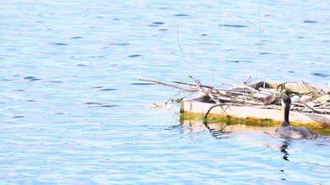 Red-Necked Grebe Returning to Eggs on Float Stock Footage 133090009