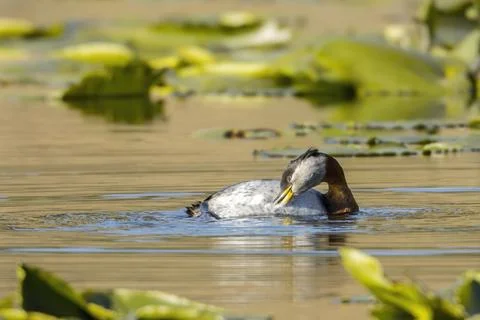 Red necked grebe scratches itself. Stock Photos