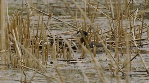 Red-necked grebe with single egg in nest in marsh, 2k Stock Footage 153699180