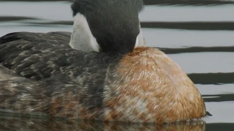 Red-necked Grebe sleeping on lake, ECU, 2k Stock Footage 153243996