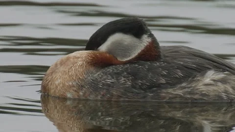 Red-necked Grebe sleeping on lake, CU, 2k Stock Footage 153243997