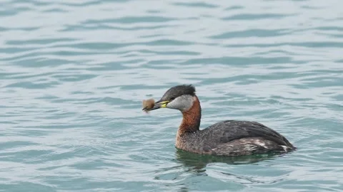 Red-necked Grebe swallowing a fish Stock Footage 336793334