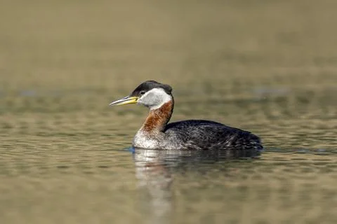 Red-necked grebe swims in open water. Stock Photos