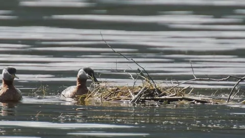 Red-necked grebes build a floating nest, behavior,  2k Stock Footage 153116292