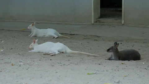 Red-necked kangaroo and two white kangaroos lying on the mud Stock Footage 116438888
