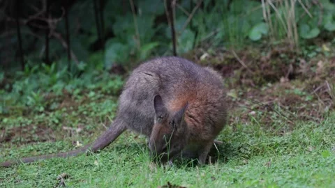 Red-necked Pademelon graze on field close to bush close up Stock Footage 287909656