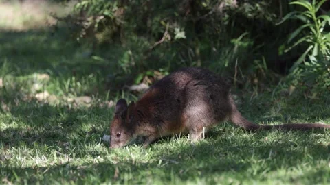 Red-necked Pademelon grazing close to bush on a sunny day Stock Footage 289804314