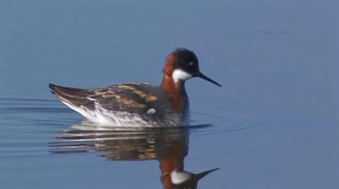 Red-necked Phalarope 1 Stock Footage 8509185