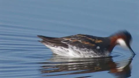 Red-necked Phalarope 2 Video stock 8509178