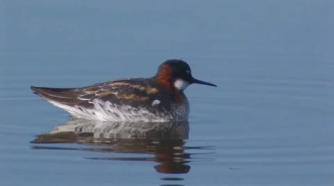 Red-necked Phalarope 3 Stock Footage 8509168