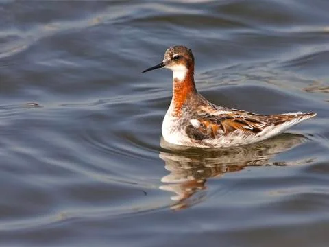 Red-necked phalarope Stock Photos