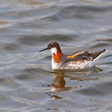 Red-necked phalarope Stock Photos