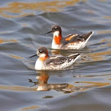 Red-necked phalarope Stock Photos