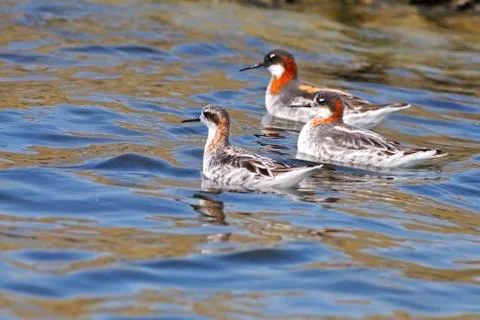 Red-necked phalarope Stock Photos