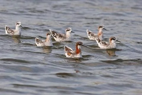 Red-necked phalarope Stock Photos