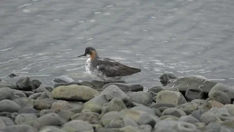 Red-Necked Phalarope Preening on Rocky Shore in Iceland 4K Wildlife Footage Stock Footage 339794098