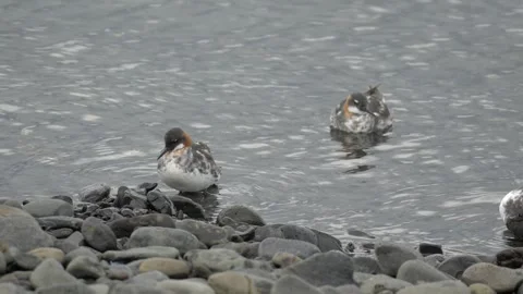 Red-Necked Phalarope Stepping onto Rocky Shore in Iceland 4K Wildlife Footage Stock Footage 339799585
