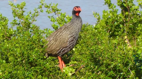 Red-Necked Spurfowl Stock Footage 90365565