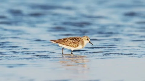 A Red-necked Stint foraging (slow motion) 스톡 동영상 344953904