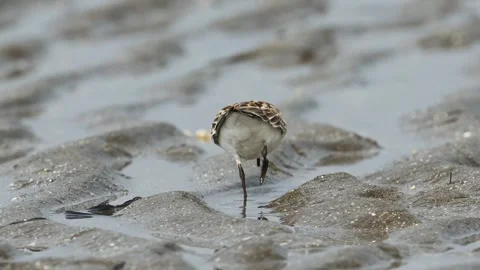 Red-necked stint juvenile foraging Stock Footage 322600448