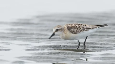 Red-necked stint juvenile foraging (slow motion) Stock Footage 322600601