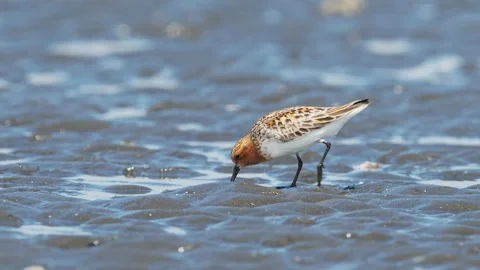Red-necked Stint summer plumage foraging Stock Footage 337621077