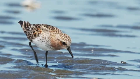 Red-necked Stint summer plumage foraging (slow motion) Stock Footage 337621292