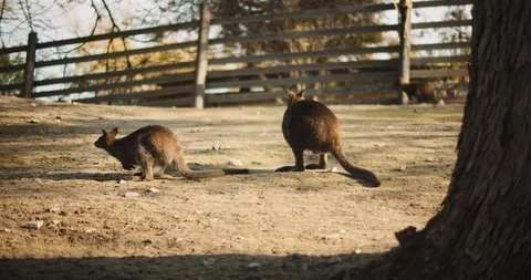 Red-necked wallabies on a farm at sunset, slow motion. BMPCC 4K Stock Footage 125511329
