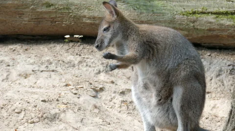 The red-necked wallaby. Bennett's wallaby. Macropus rufogriseus Stock Footage