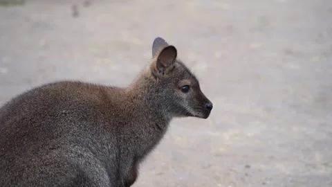 Red-necked wallaby close-up Stock Footage 232313555