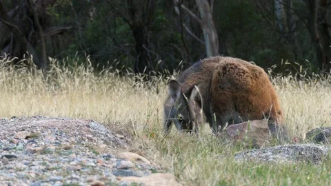 Red-necked wallaby close up look at the camera eating grass at sunset Video stock 146717679