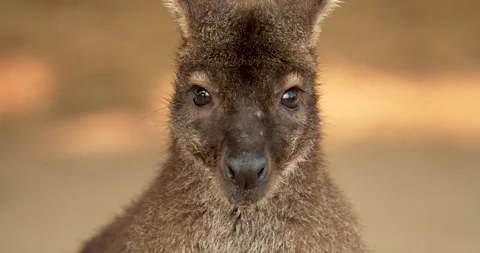 Red-necked wallaby close-up, Macropus rufogriseus. Stock Footage 270773091
