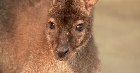 Red-necked wallaby close-up, Macropus rufogriseus. Stock Footage 272739533