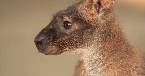 Red-necked wallaby close-up, Macropus rufogriseus. Stock Footage 273288679