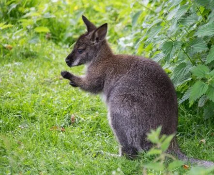 A red necked wallaby Eating a blade of grass Stock Photos