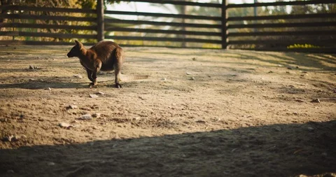 Red-necked wallaby on a farm at sunset, slow motion. BMPCC 4K Stock Footage 125511377