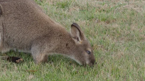 Red-Necked Wallaby Feeding Stock Footage 119136050