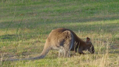 A Red-Necked Wallaby Feeding Stock Footage 119188537