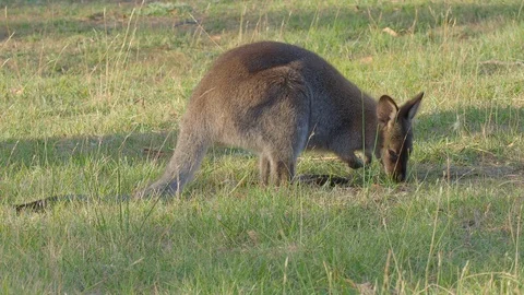 Red-Necked Wallaby Feeding Stock Footage 120006290